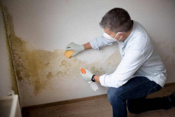 Best Dehumidification Services  in Severance, CO